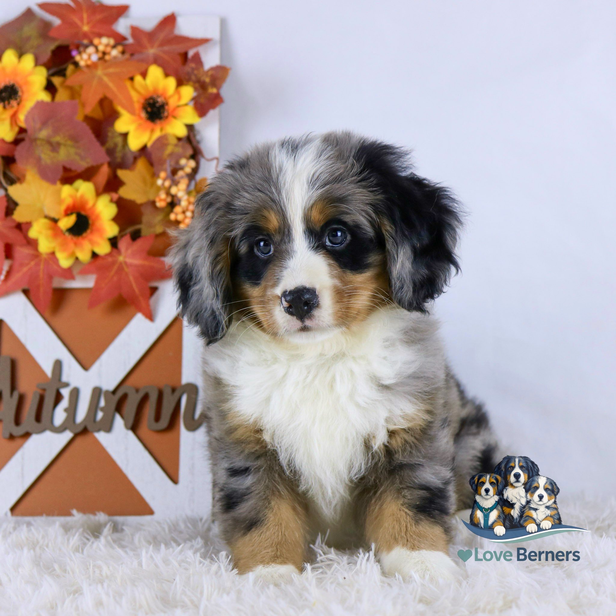 A fluffy tricolor Bernese Mountain Dog puppy sits on white fur beside a fall-themed decoration with orange leaves, sunflowers, and a sign reading Autumn. A Love Berners logo is in the bottom right corner.
