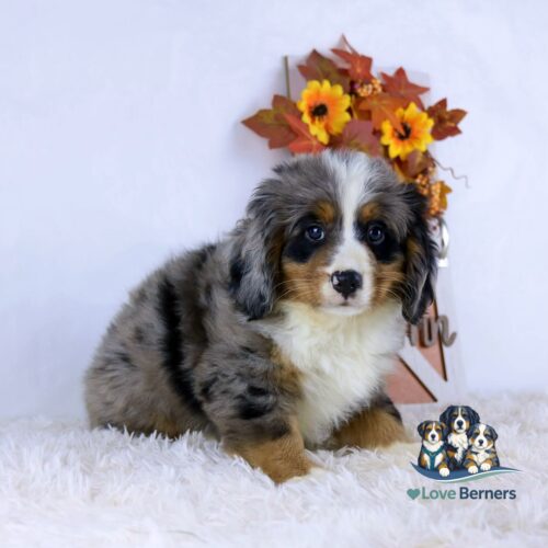 A fluffy Bernese Mountain Dog puppy sits on a white rug with autumn flowers in the background. The Love Berners logo is in the bottom right corner.