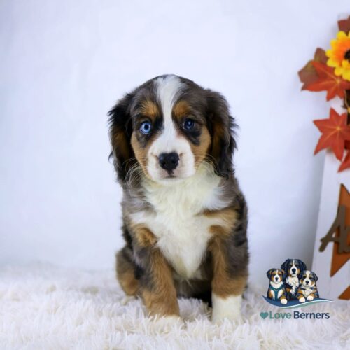 A Bernese Mountain Dog puppy with blue eyes sits on a fluffy white rug, next to autumn leaves and a Love Berners sign with cartoon puppies.