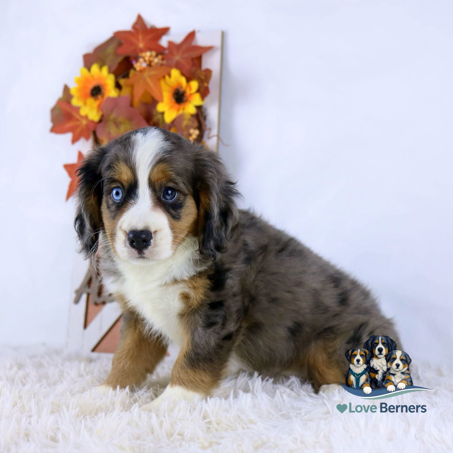 A fluffy puppy with blue eyes and tricolor fur sits on a white rug in front of a fall-themed floral arrangement. Love Berners logo with cartoon puppies is in the lower right corner.