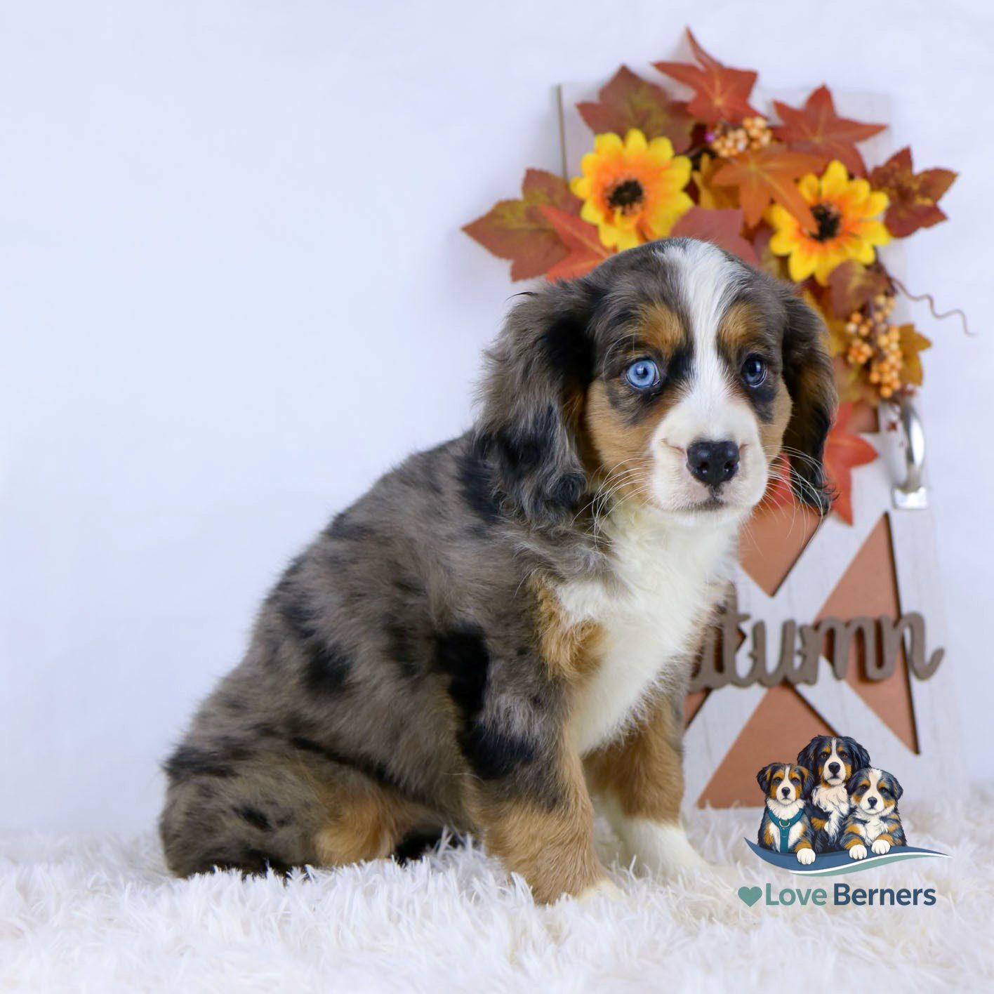 A fluffy, blue-eyed Bernese Mountain Dog puppy sits on white fur with fall leaves, sunflowers, and a Autumn sign in the background. Love Berners logo is in the bottom right corner.