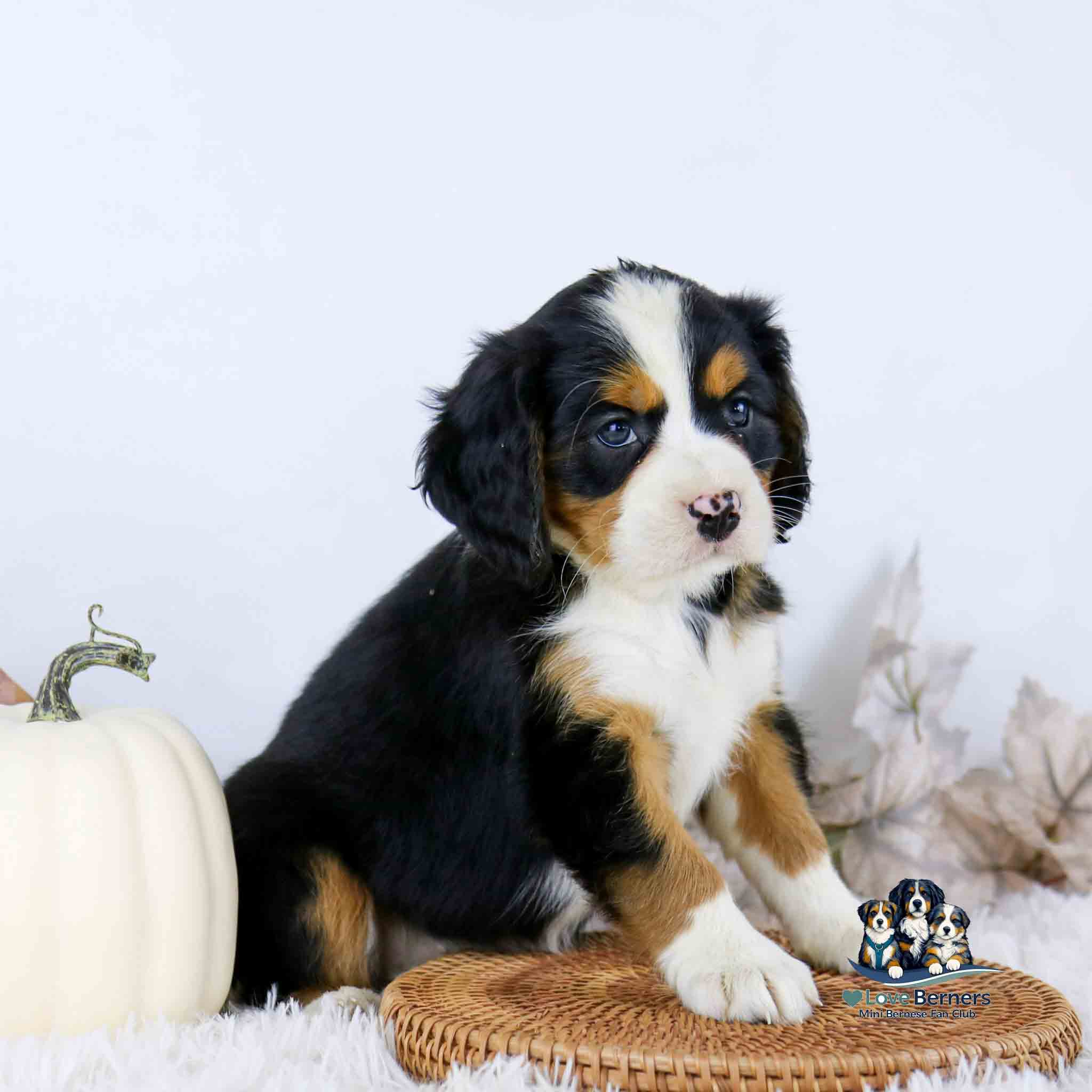 A Bernese Mountain Dog puppy sits next to a white pumpkin on a woven mat.