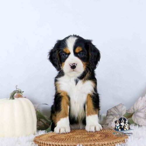 A Bernese Mountain Dog puppy sitting on a woven mat next to a white pumpkin.