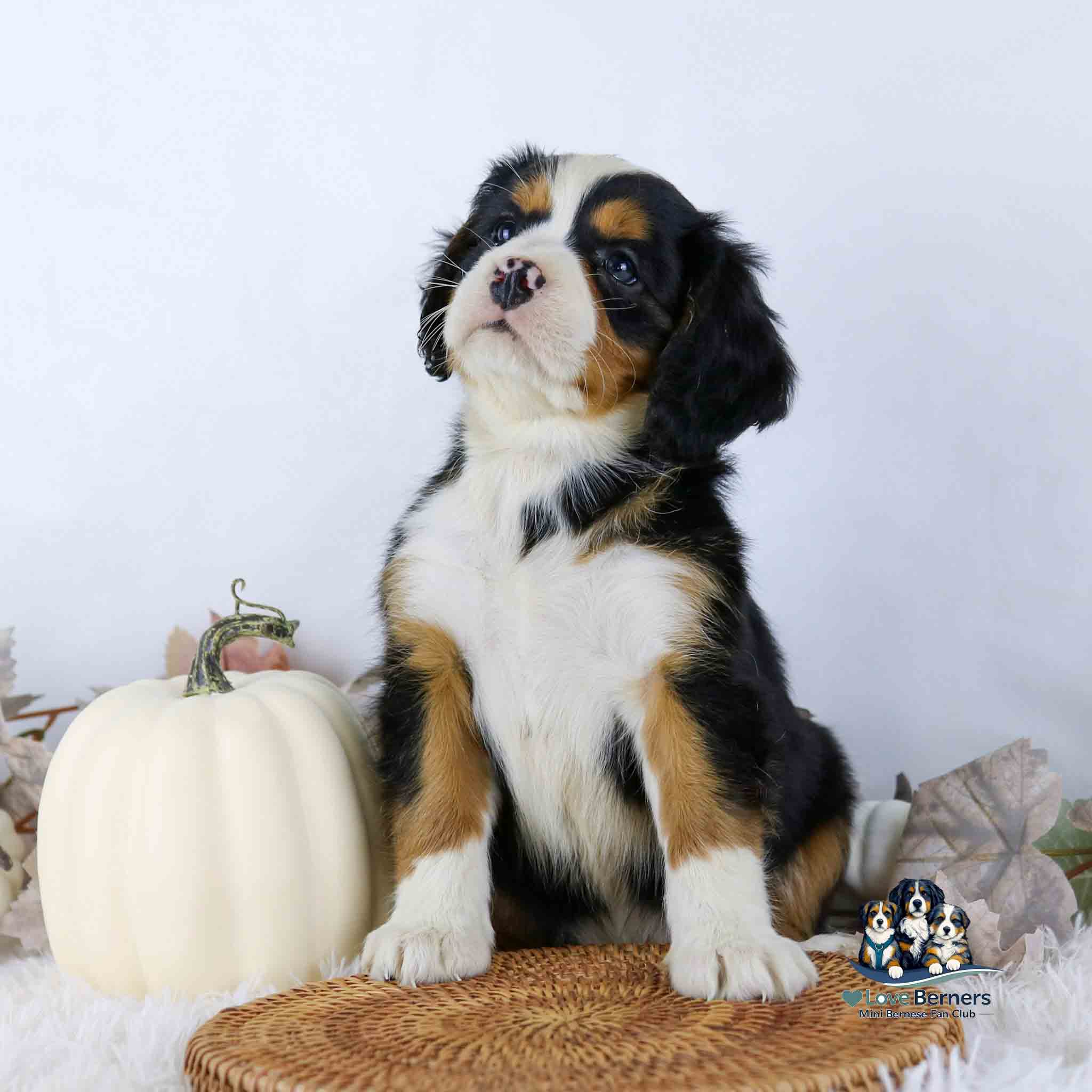 A Bernese Mountain Dog puppy sitting next to a white pumpkin on a woven mat.