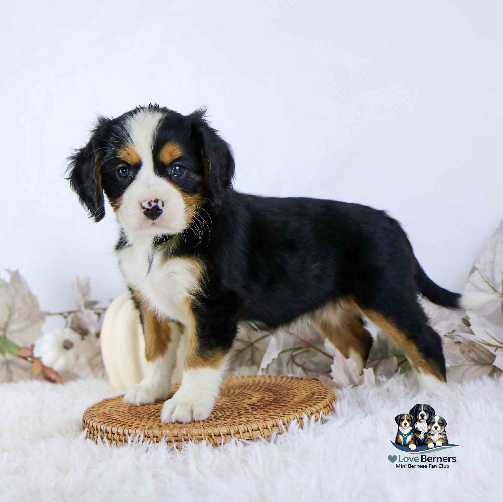 A Bernese Mountain Dog puppy stands on a woven mat amidst autumn decorations.