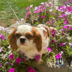 A white and brown Cavalier King Charles Spaniel stands among bright pink flowers while on a leash.