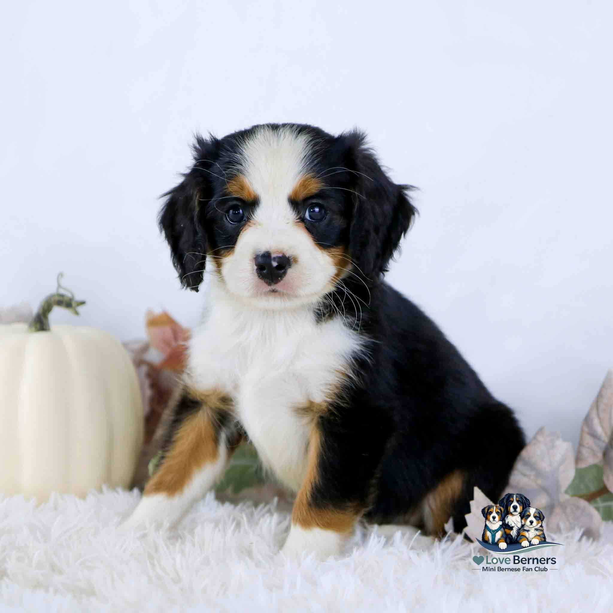A Bernese Mountain Dog puppy sitting on a white rug next to a white pumpkin.