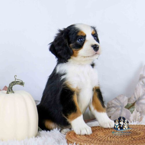 A Bernese Mountain Dog puppy sits next to a white pumpkin on a circular mat.